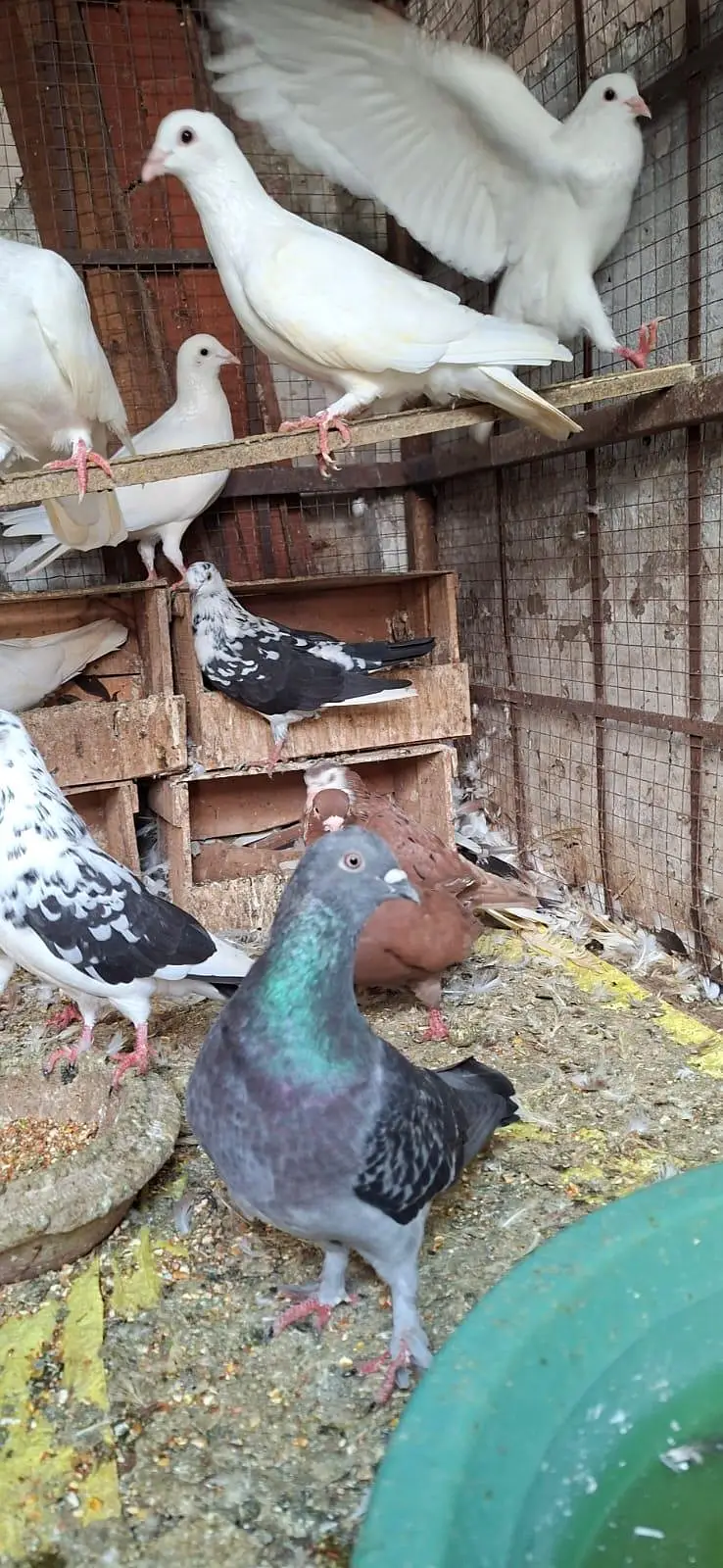 Kabotar for urgent sale — photo 2