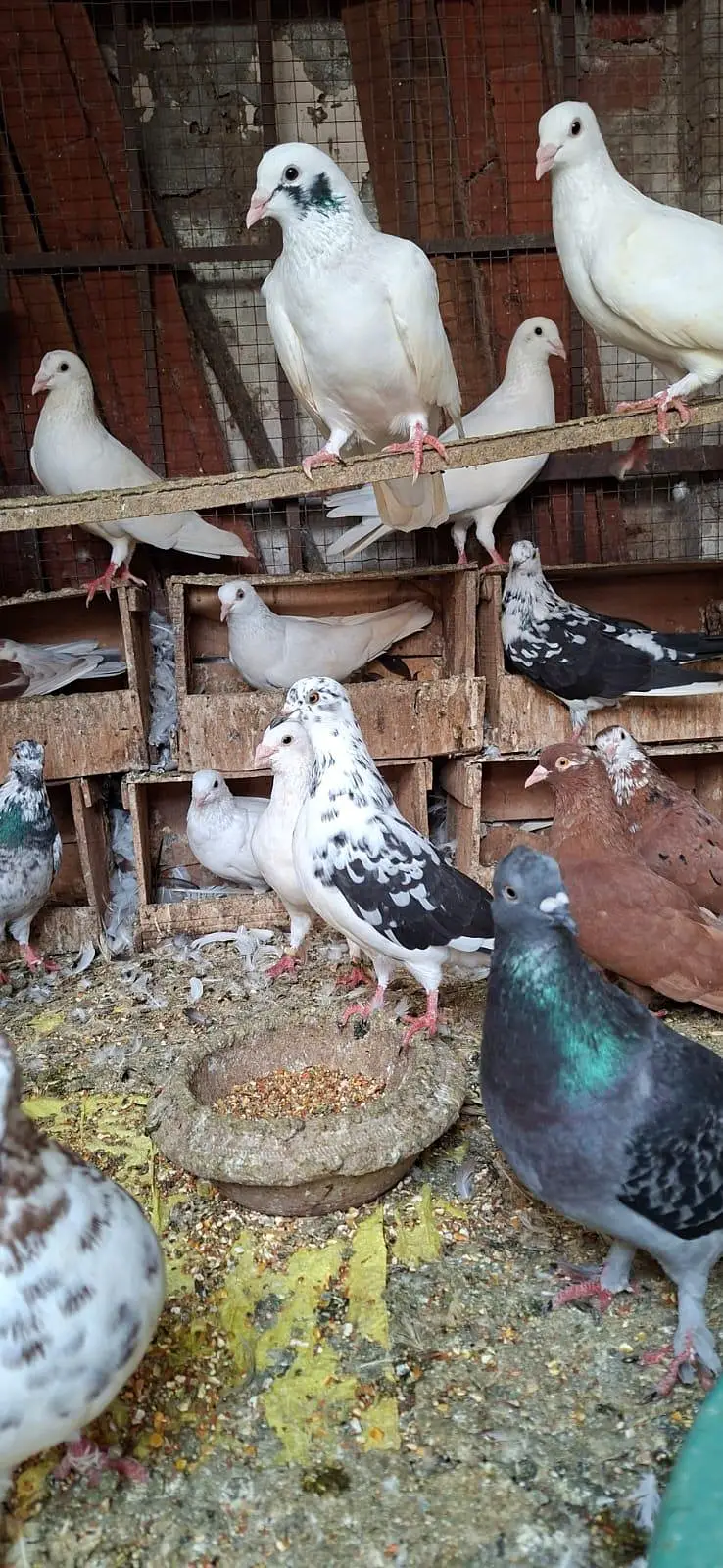 Kabotar for urgent sale — photo 3