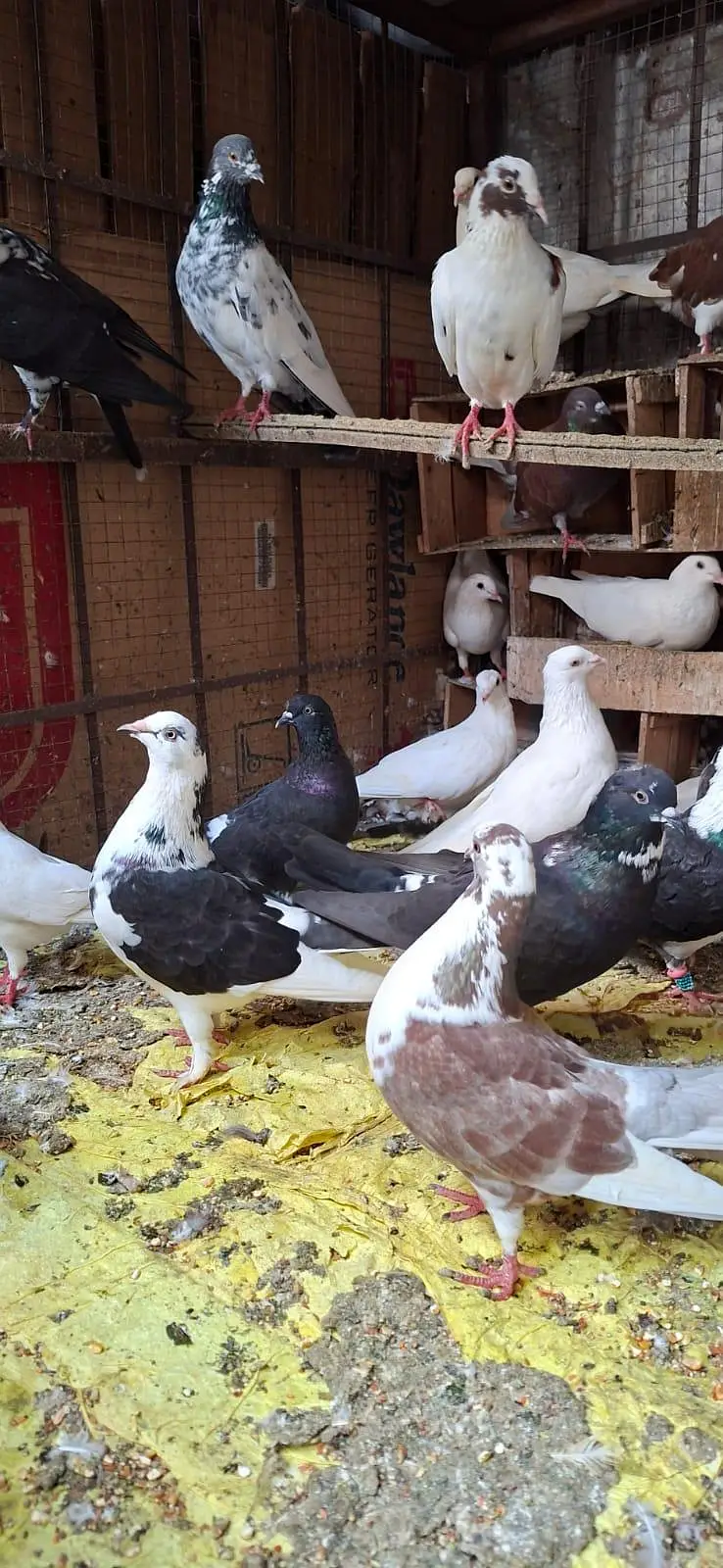 Kabotar for urgent sale — photo 6