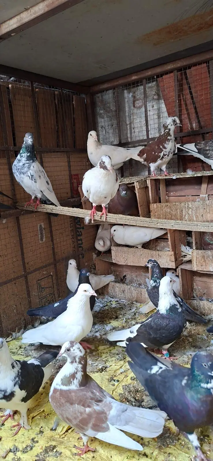 Kabotar for urgent sale — photo 7