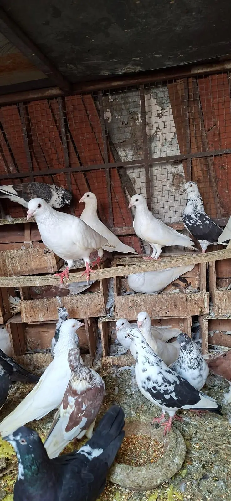 Kabotar for urgent sale — photo 10