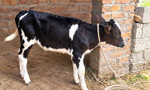 cholistani frizen cross |Pure sweedn frizen  Milking Cow |Pregnant Cow