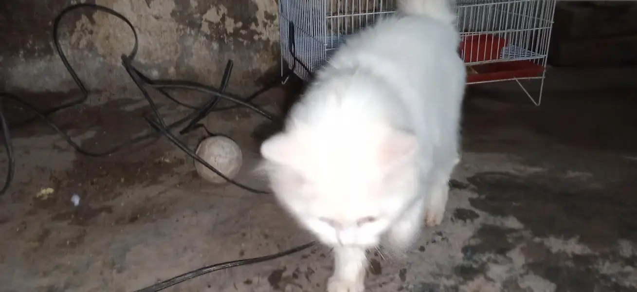 parsian cat urgent sale paison ki zurat ha — photo 8