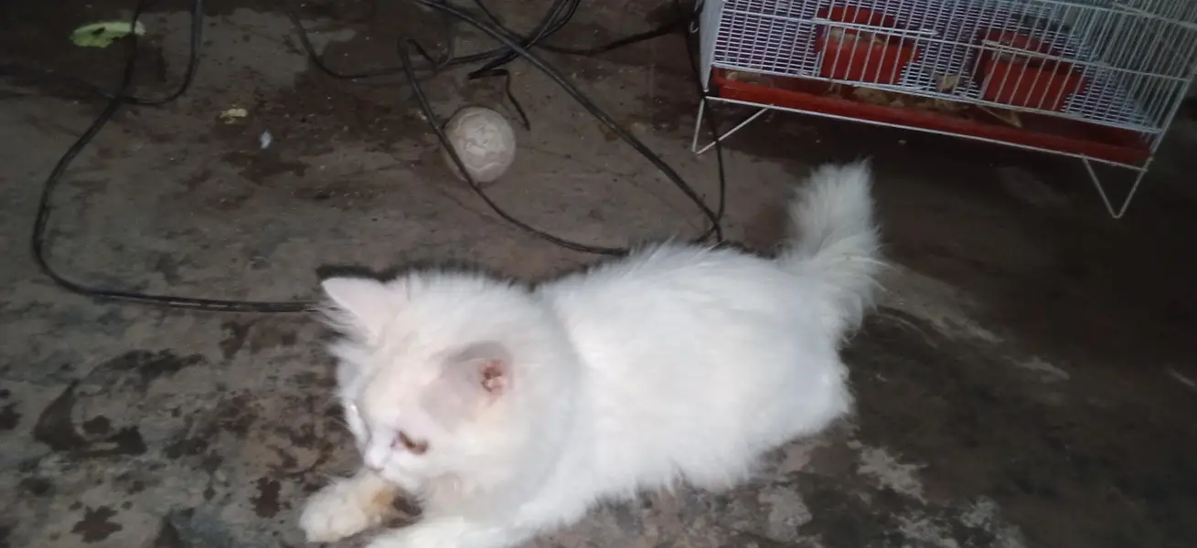 parsian cat urgent sale paison ki zurat ha — photo 9