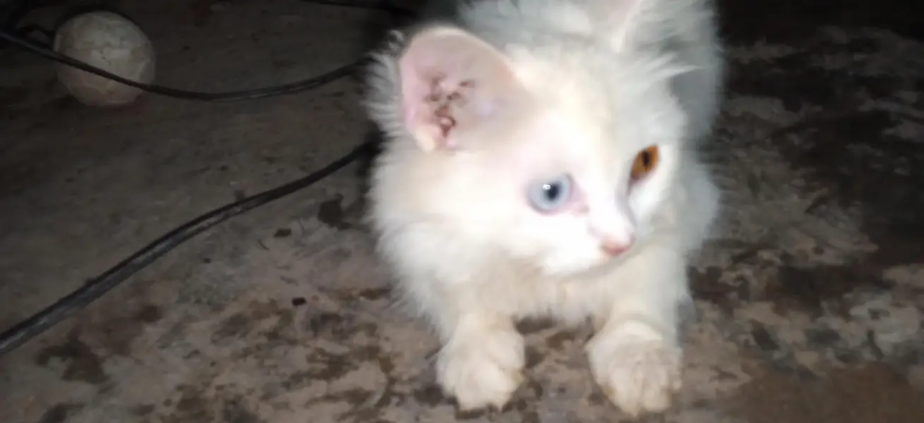 parsian cat urgent sale paison ki zurat ha — photo 10