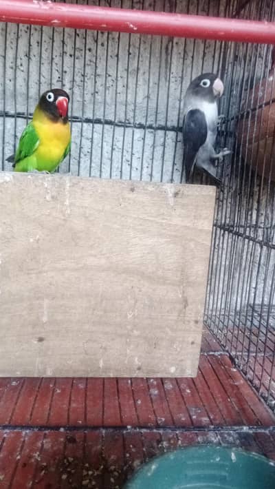 lovebirds