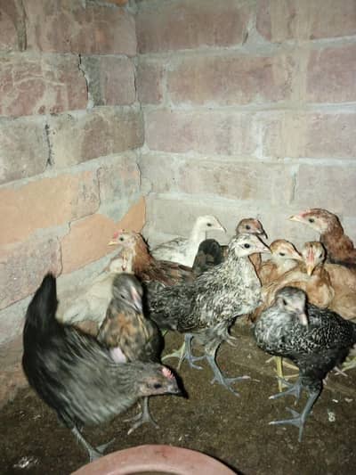 dasy chiks for sale