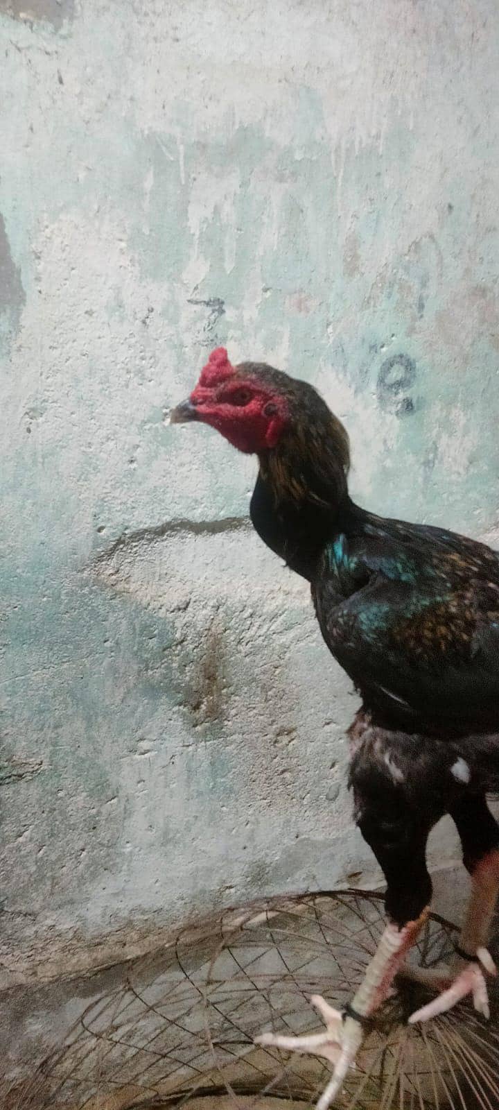 assle java murga 1