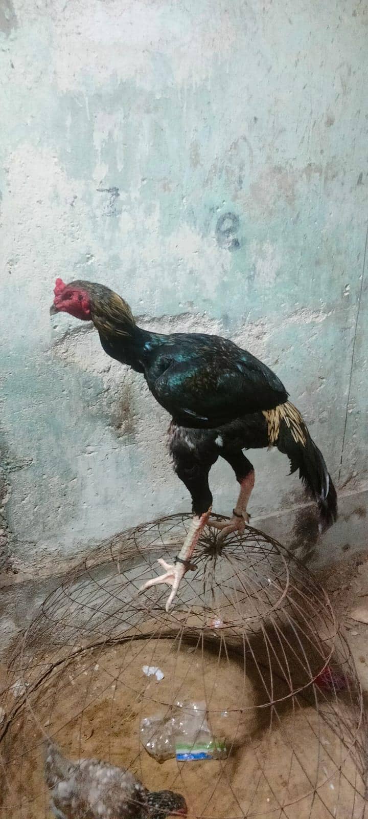 assle java murga 2
