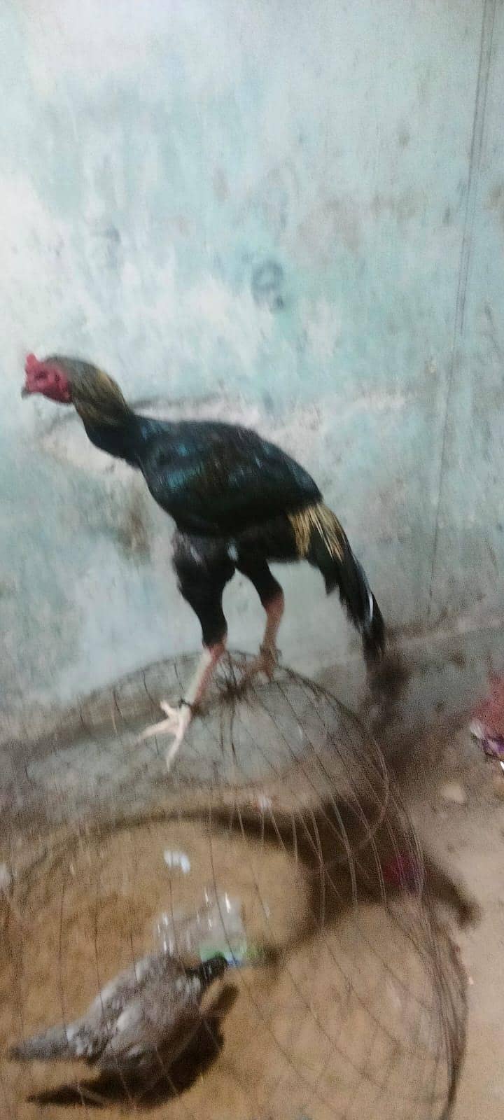 assle java murga 3