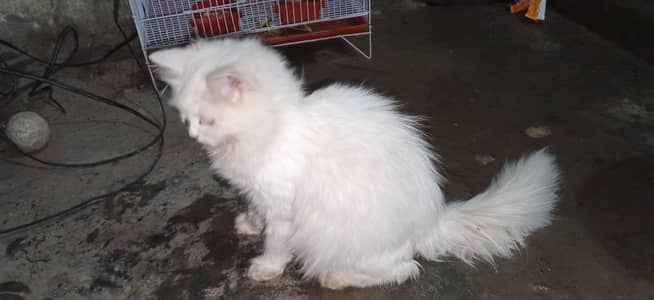 parsian cat urgent sale paison ki zurat ha