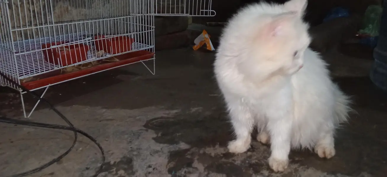 parsian cat urgent sale paison ki zurat ha — photo 2