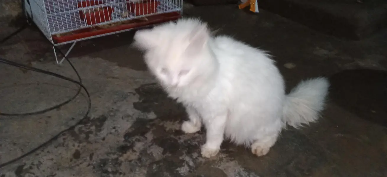parsian cat urgent sale paison ki zurat ha — photo 3