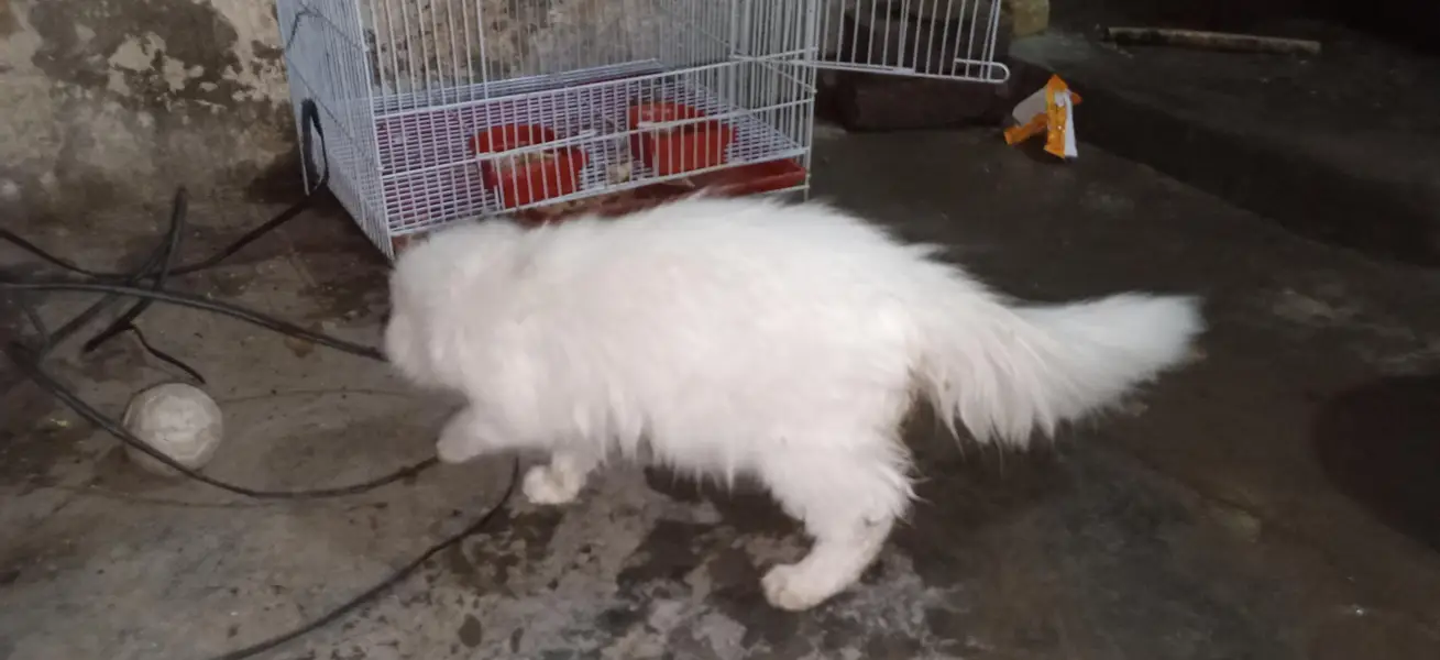 parsian cat urgent sale paison ki zurat ha — photo 4