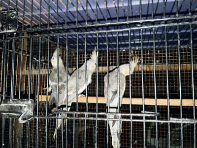 cocktails parrots for sale