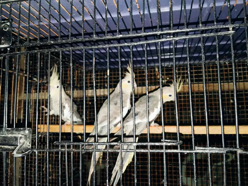 cocktails parrots for sale — photo 2