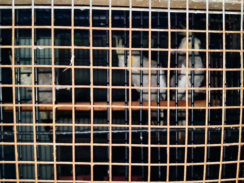cocktails parrots for sale — photo 3