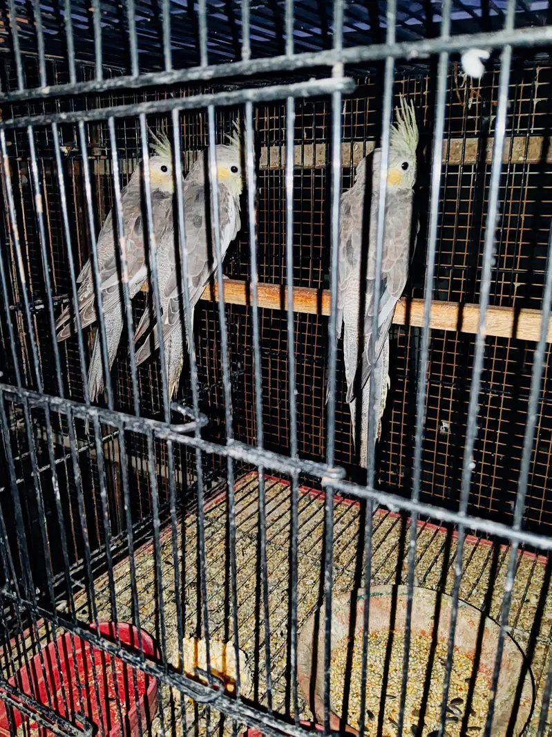 cocktails parrots for sale — photo 4