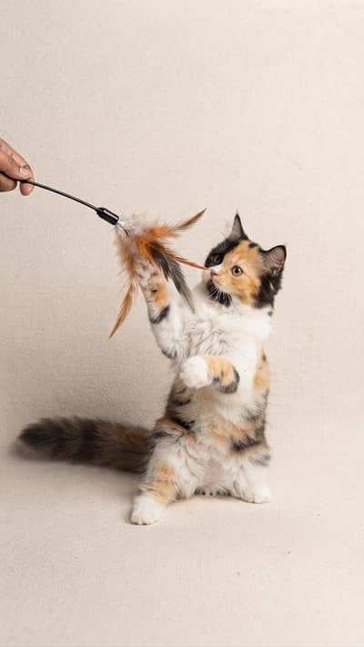 Khoobsurat Persian Female Cat (Calico) For Sale - Sirf 5000 Rupay!