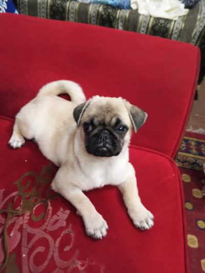 pag female puppy