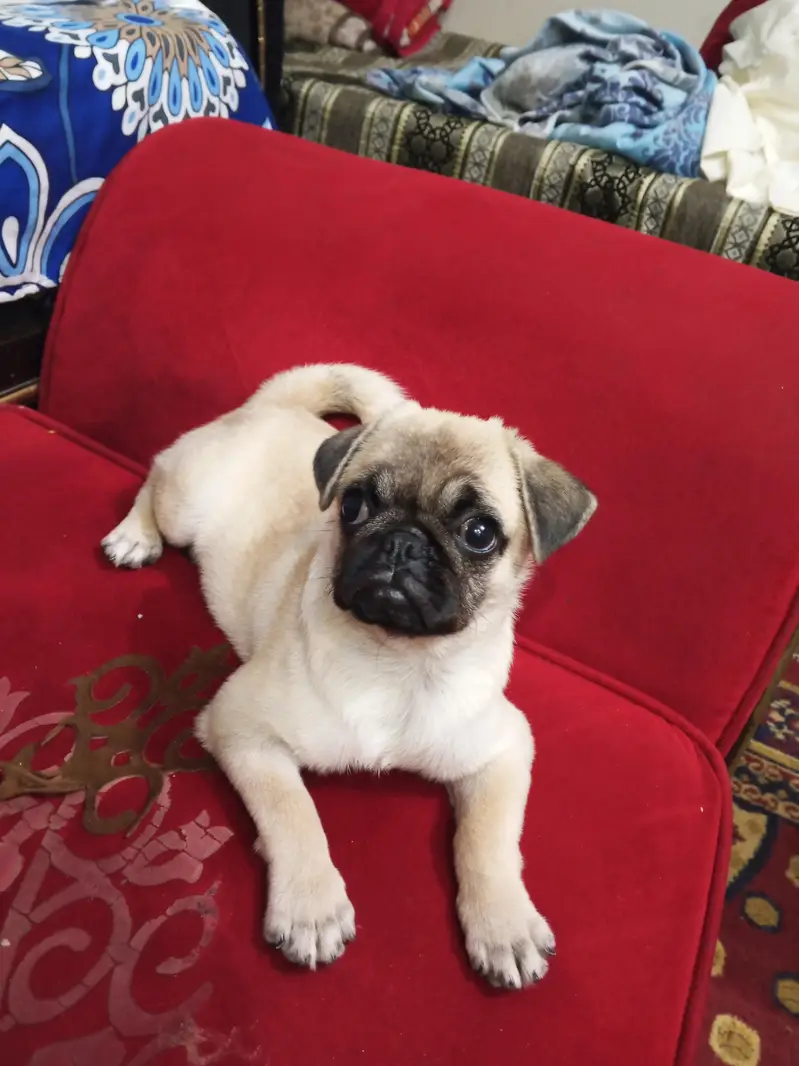 pag female puppy — photo 2