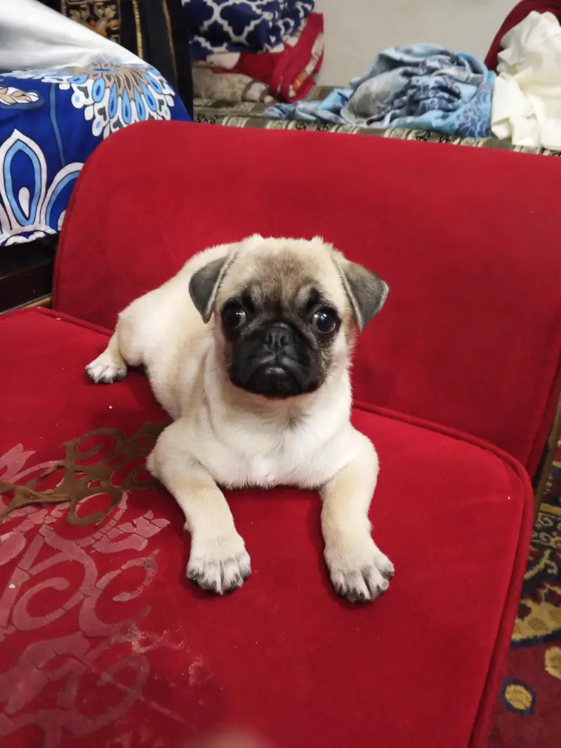 pag female puppy — photo 3