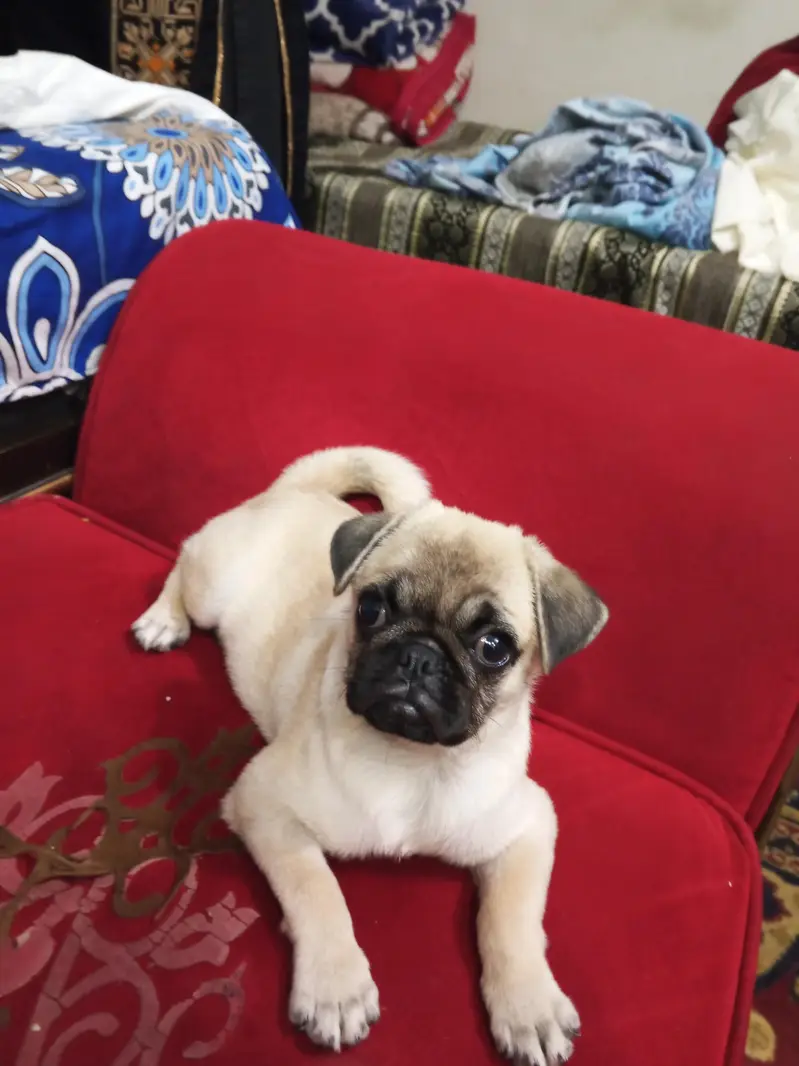 pag female puppy — photo 4