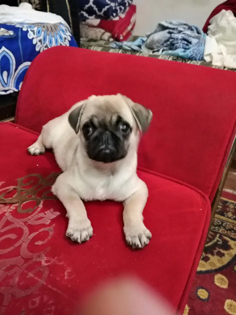 pag female puppy — photo 5