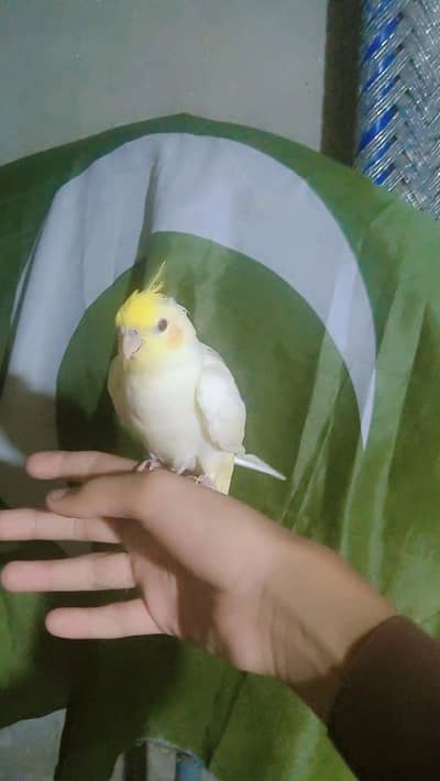 tamed cockatiel for sale