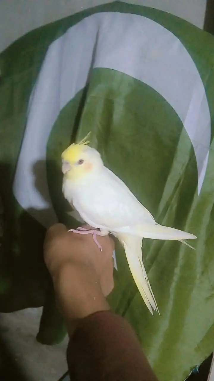 tamed cockatiel for sale — photo 2