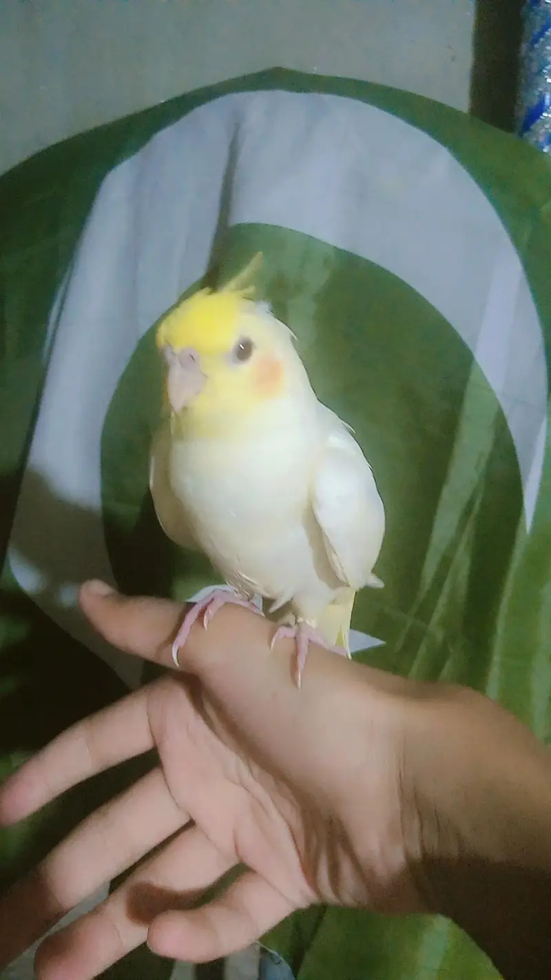 tamed cockatiel for sale — photo 4