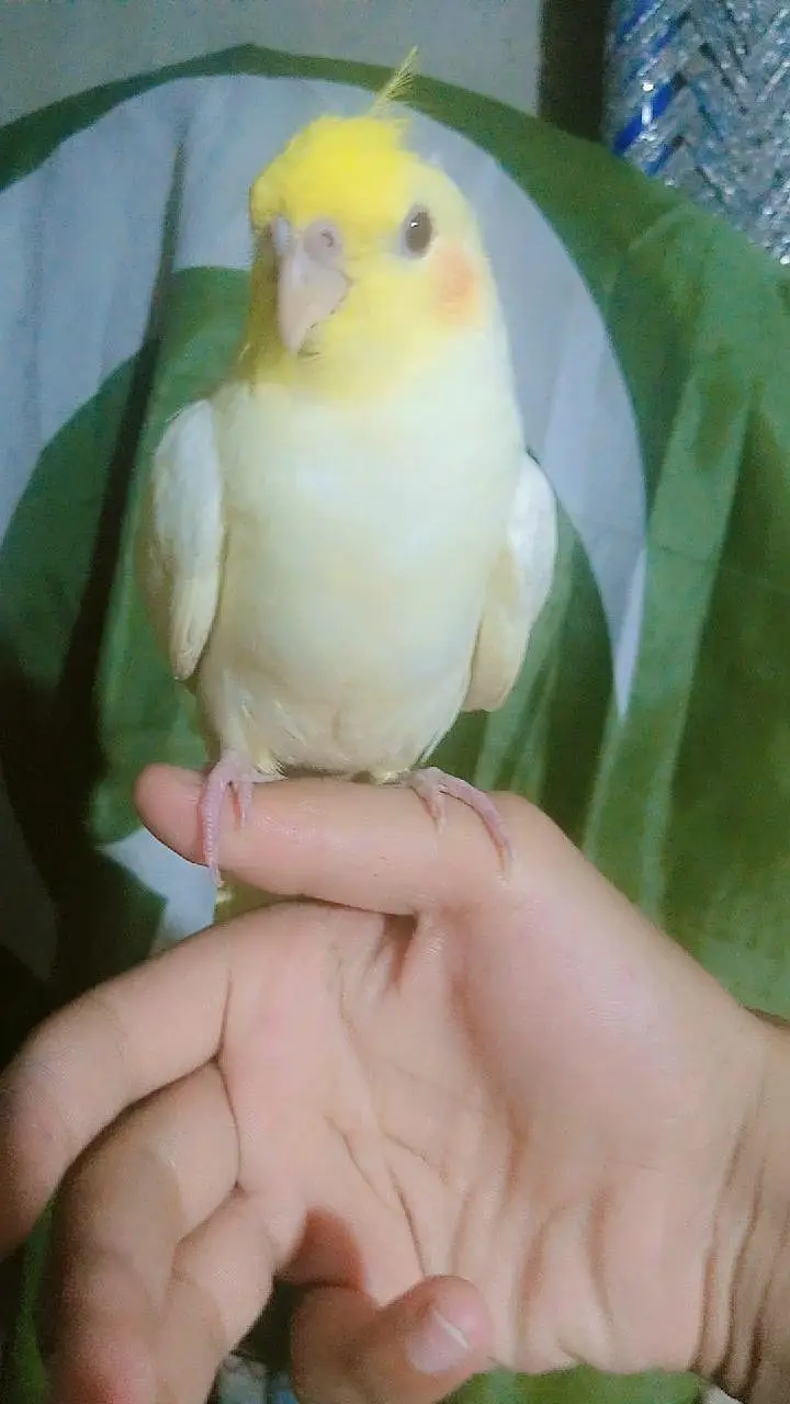 tamed cockatiel for sale — photo 5