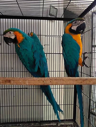 blue and gold macaw parrot pair