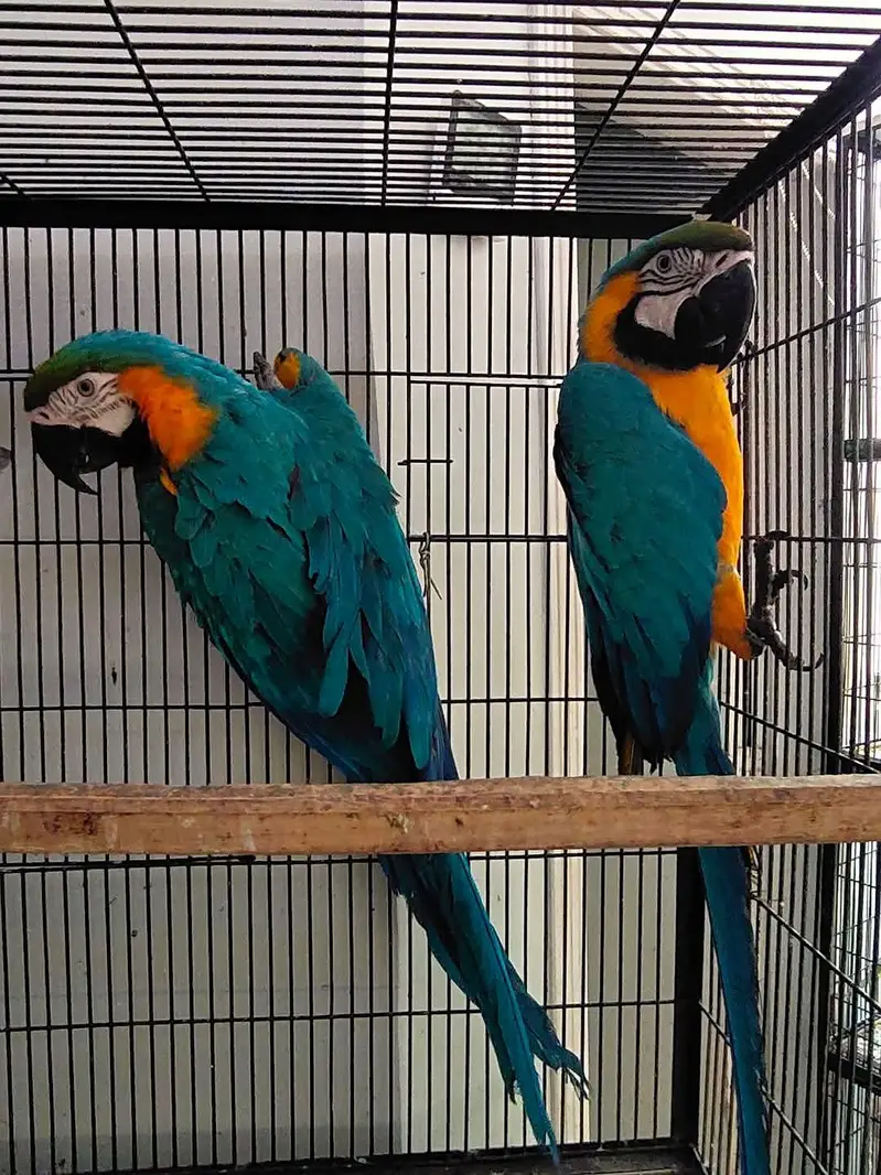 blue and gold macaw parrot pair — photo 2