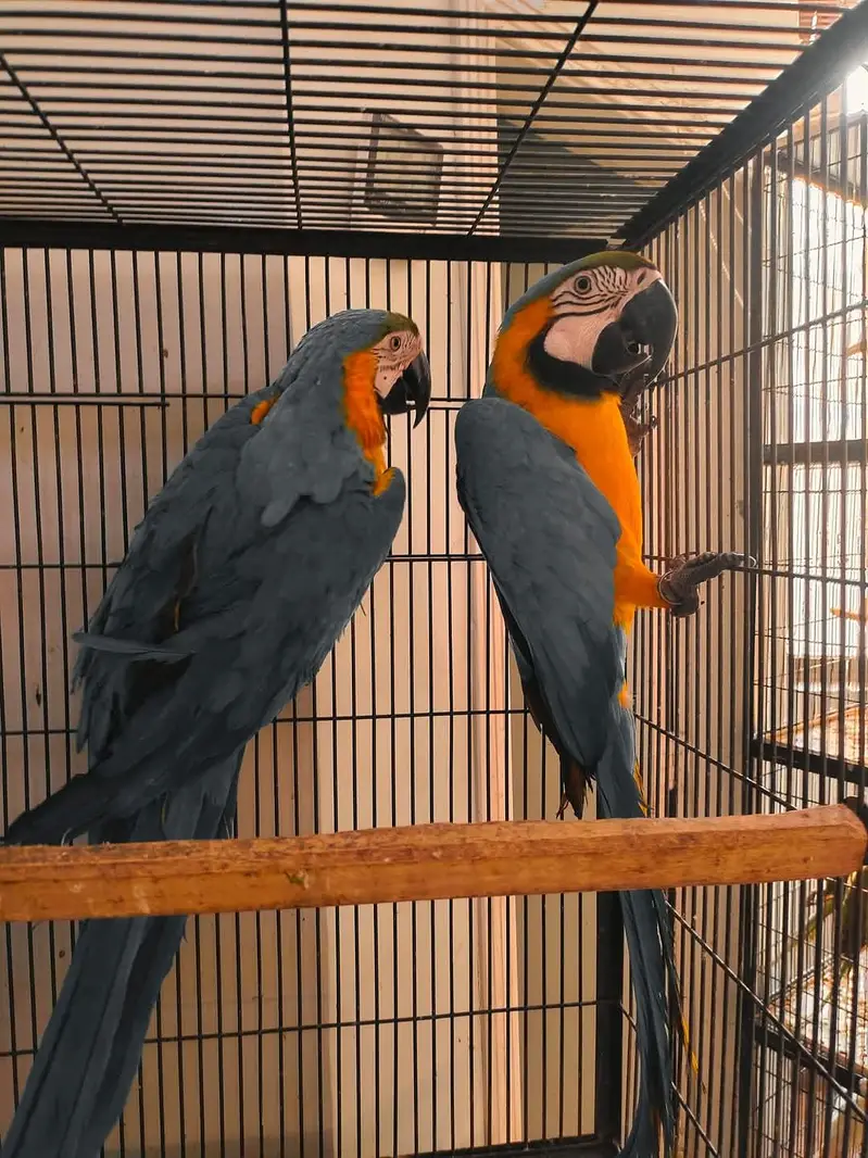 blue and gold macaw parrot pair — photo 3