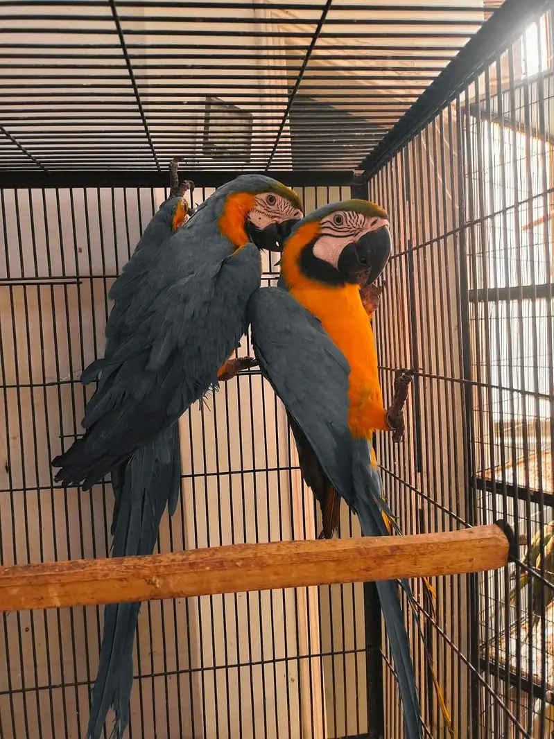 blue and gold macaw parrot pair — photo 4