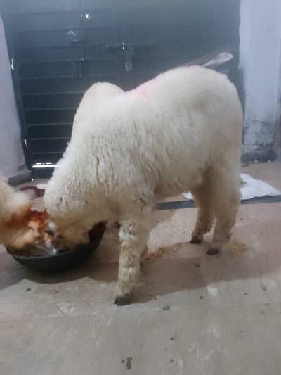 sheep