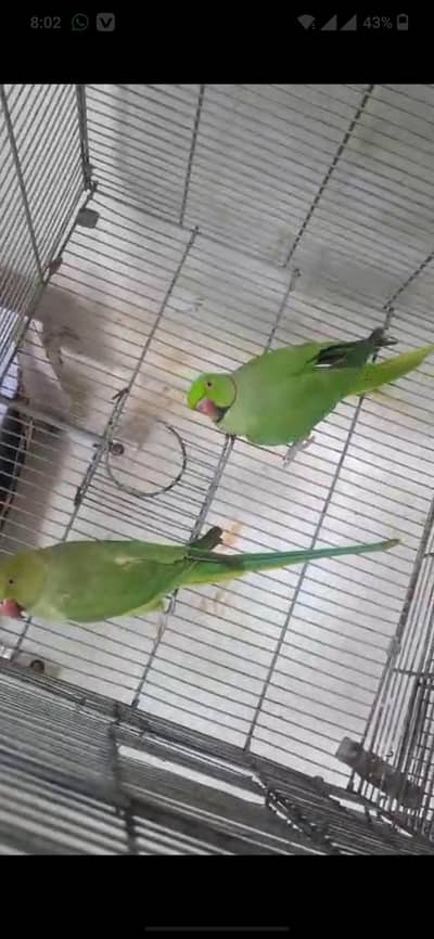ring nack pair for sale