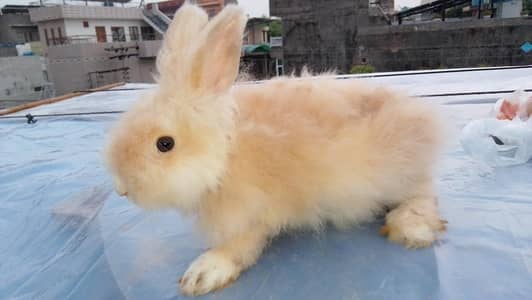 newziland white breeder female and taddy bear male