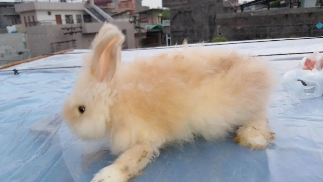 newziland white breeder female and taddy bear male — photo 2