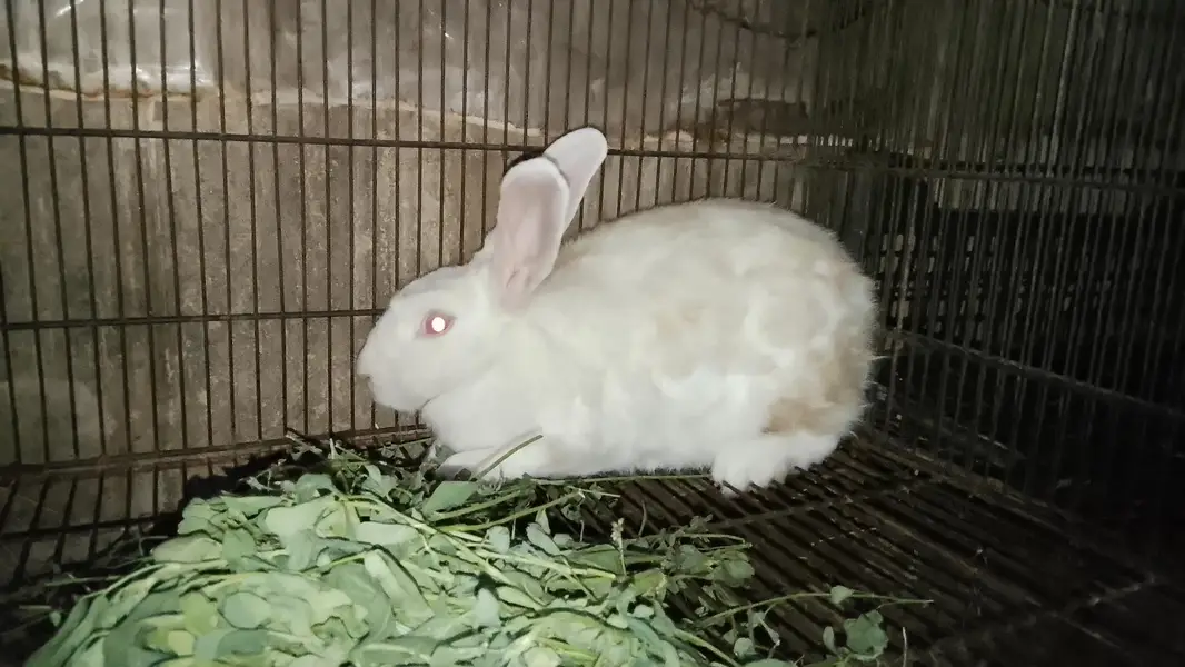 newziland white breeder female and taddy bear male — photo 3