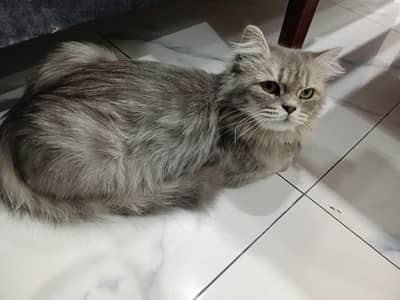 Persian cat