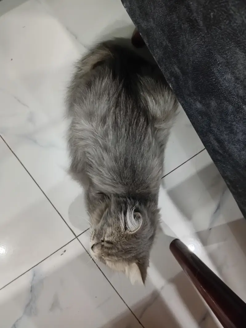 Persian cat — photo 2