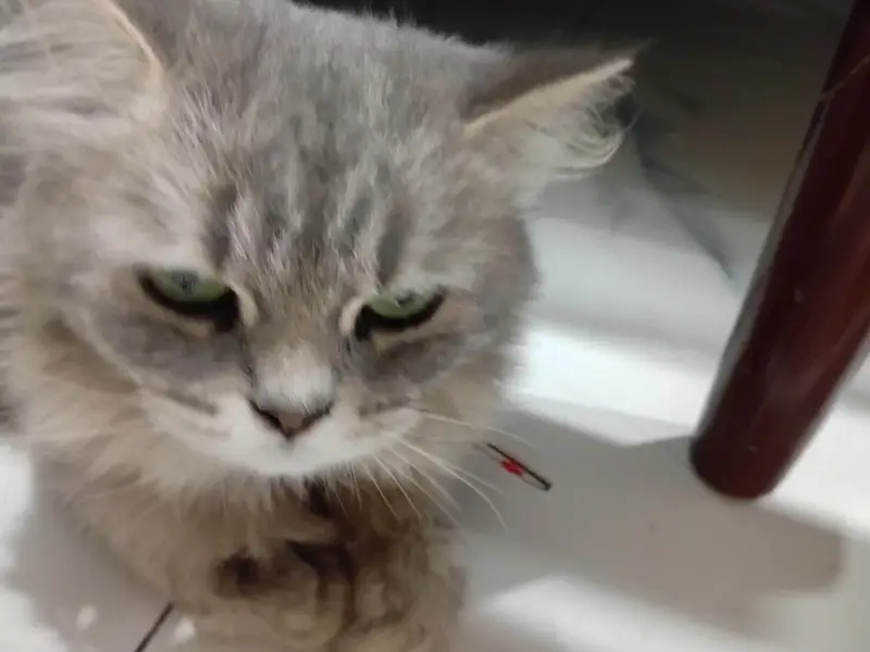 Persian cat — photo 3