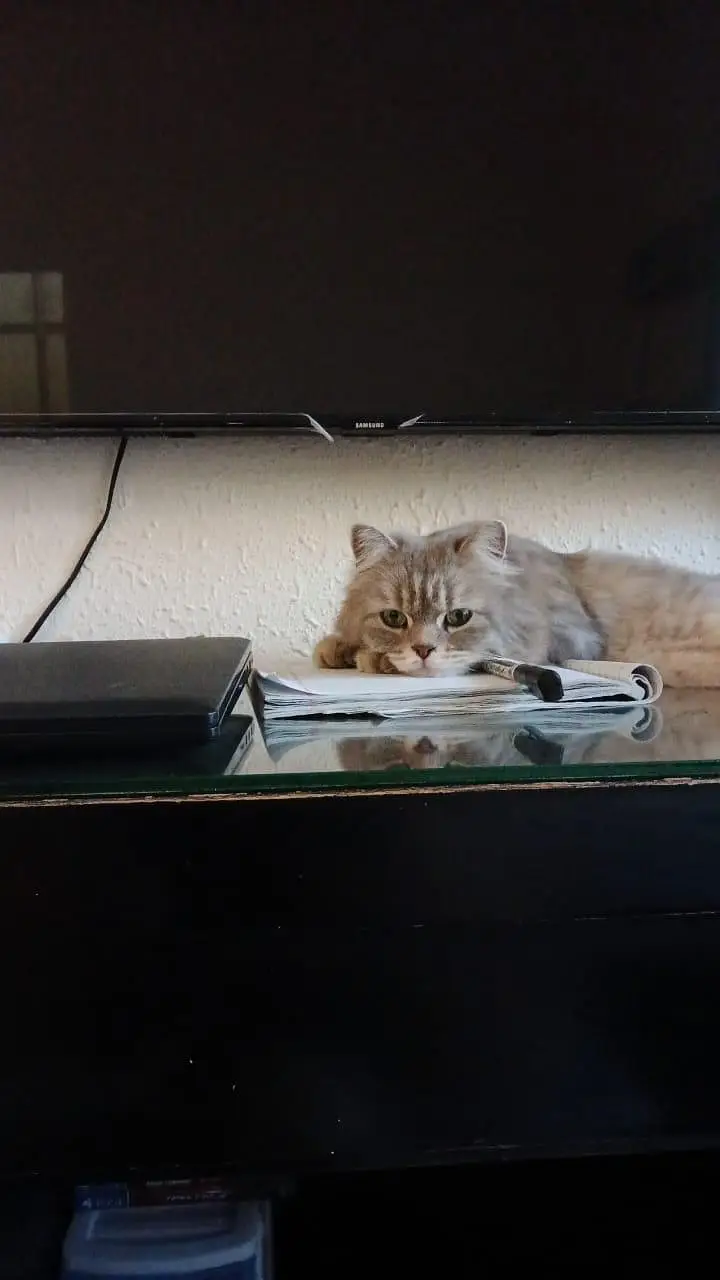 Persian cat — photo 4