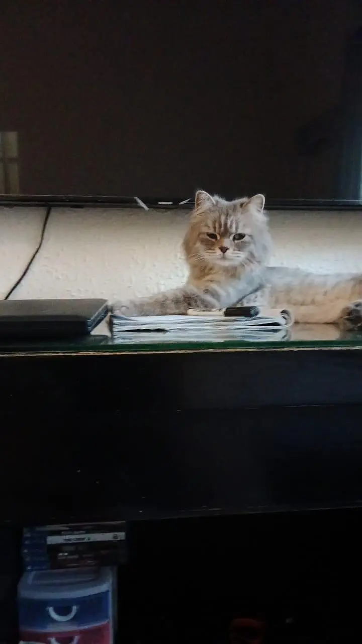 Persian cat — photo 5