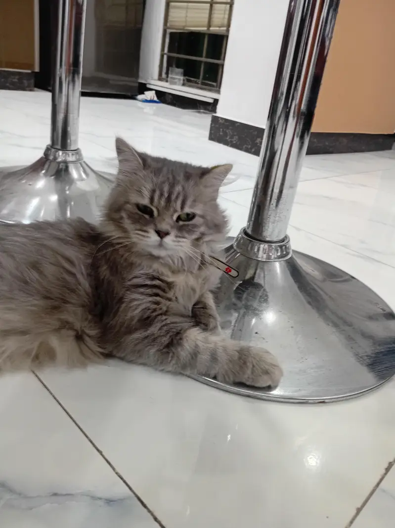 Persian cat — photo 6