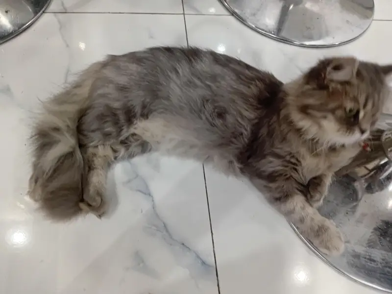 Persian cat — photo 7