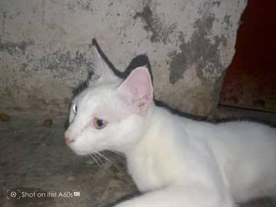 cat for sale