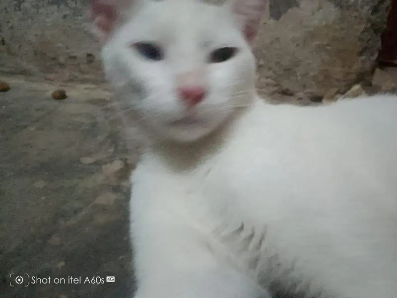 cat for sale — photo 2